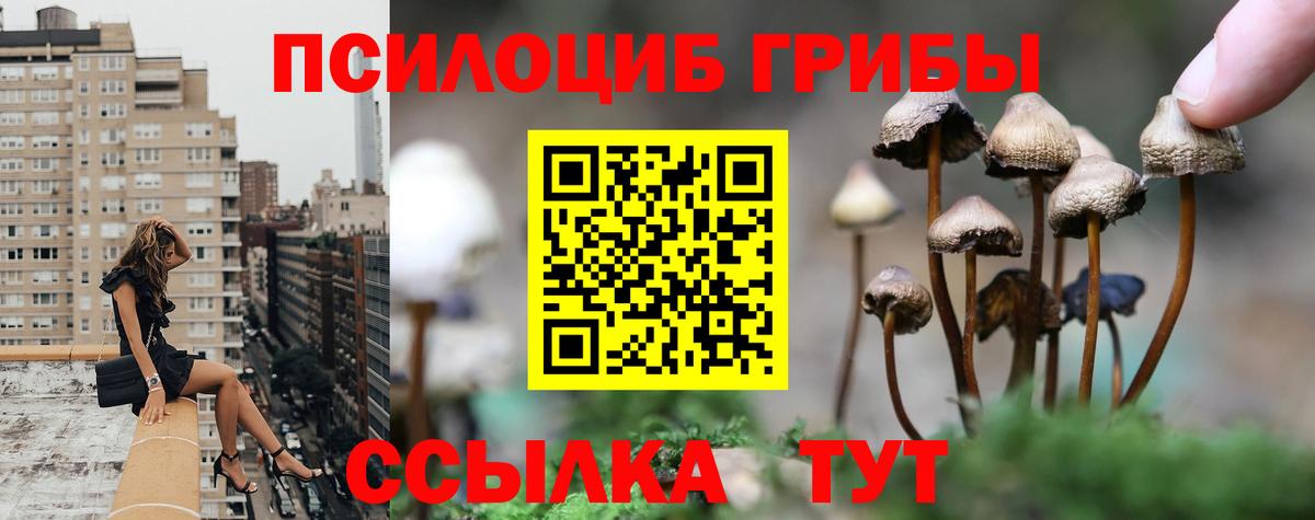 Благовещенск  Галлюциногенные грибы Psilocybine cubensis  Вход с VPN 